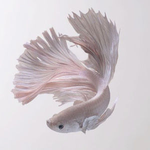 Meet your Posher, Mahsaa